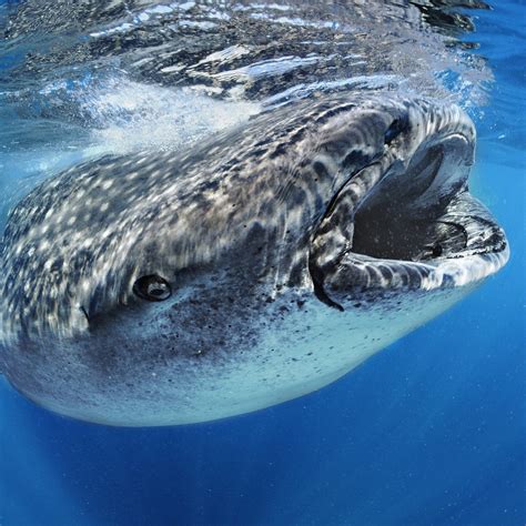 Whale Shark | National Geographic