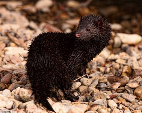 European Mink - Facts, Diet, Habitat & Pictures on Animalia.bio ...