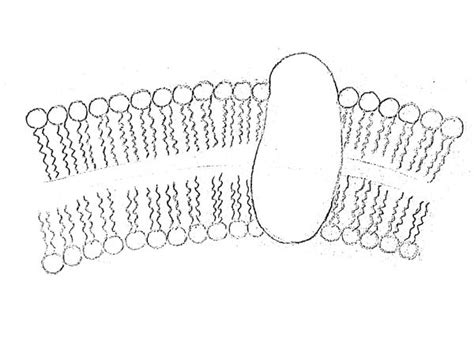 AQA GCSE BIOLOGY B1.3 Transport across cell membranes | Teaching Resources