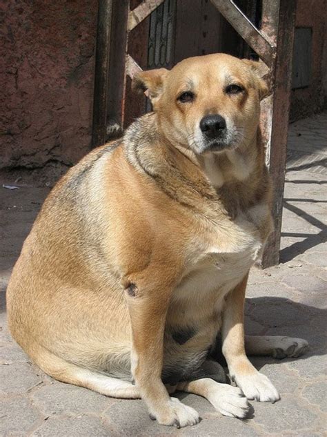 5 Fat Dog Breeds - PetHelpful