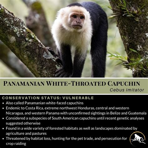 Panamanian White-Throated Capuchin, Cebus imitator - New England ...