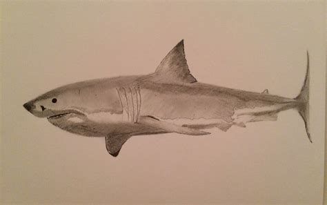 Shark Pencil Drawing at GetDrawings | Free download