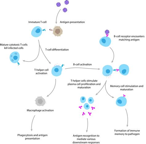 Q&A: An Insight Into COVID-19 Serology - The Native Antigen Company