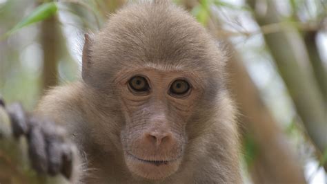 Activity for hot summer! Assam macaques bathing in river in SW China - CGTN