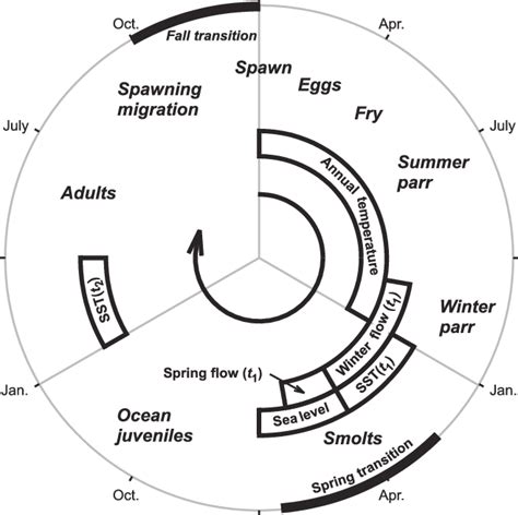 Coho salmon (Oncorhynchus kisutch) life cycle. Approximate timing of ...