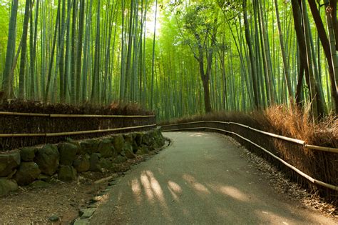 Arashiyama Bamboo Grove | Boomers Daily