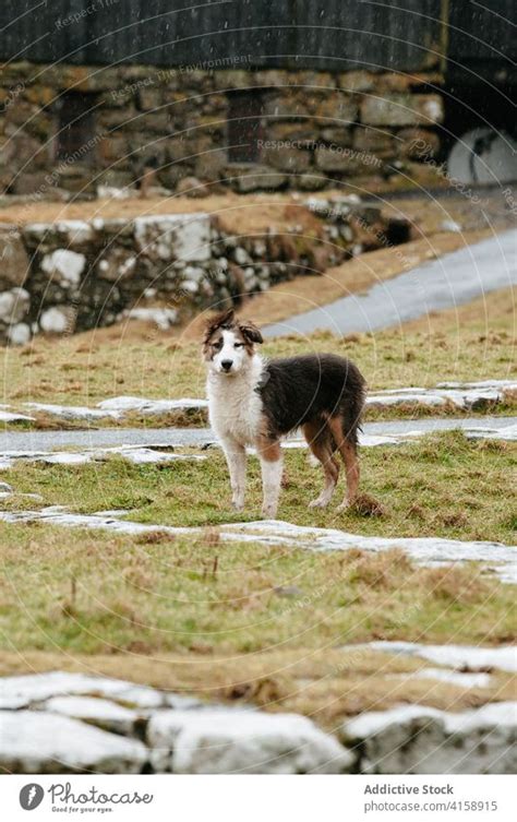 Cute dog in village on Faroe Islands - a Royalty Free Stock Photo from ...