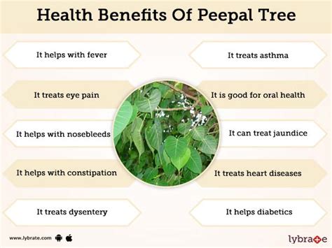 Peepal Tree Health Benefits | Lybrate