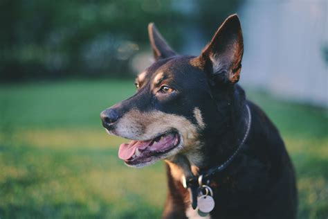 Australian Kelpie Information - Dog Breeds at NewPetOwners