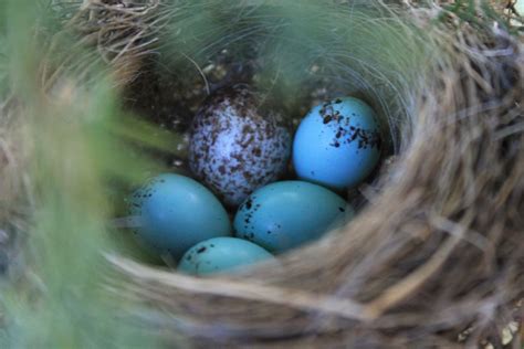 NestWatch | Chipping sparrow eggs and Cowbird egg - NestWatch