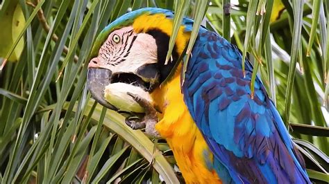 BLUE-AND-YELLOW MACAW (ARA-ARARAUNA), ARARA-CANINDÉ, ARA-ARAUNA, Eating ...