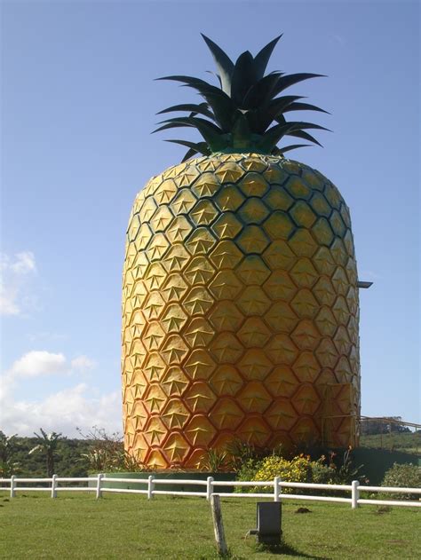 Yes, that is a big pineapple. No, it's not a trick photograph! The Big ...