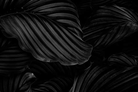 Free Photo | Calathea Orbifolia natural leaves background