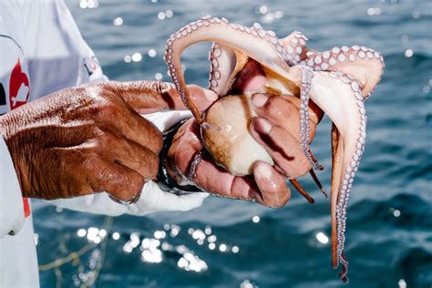 The Race to Produce the World's First Farm-Raised Octopus | TIME