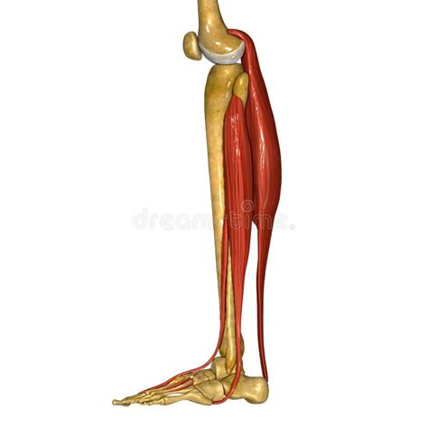 Fibula and Tibia Muscles stock illustration. Illustration of ligament ...