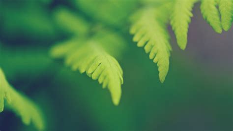 Green Leaves Wallpaper,HD Nature Wallpapers,4k Wallpapers,Images ...