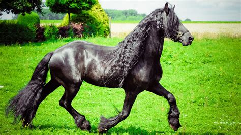 67 Black Horse Names: Males, Geldings, Stallions, and Mares