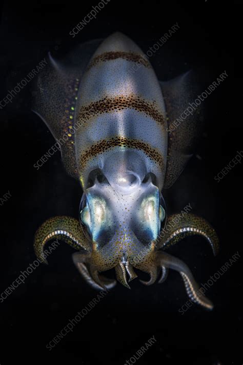 Bigfin reef squid - Stock Image - C055/8368 - Science Photo Library