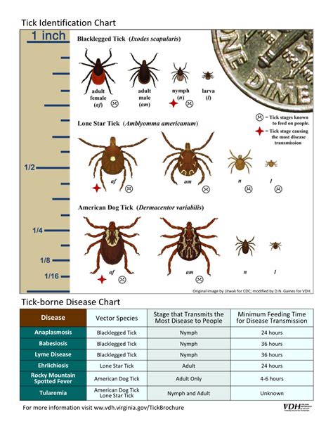 Tick Identification Chart Tick-Borne Disease Chart - DocsLib