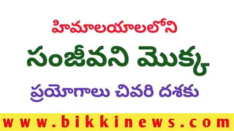 Sanjeevani Plant - హిమాలయ సంజీవని మొక్కపై సాగుతున్న పరిశోధనల - BIKKI NEWS