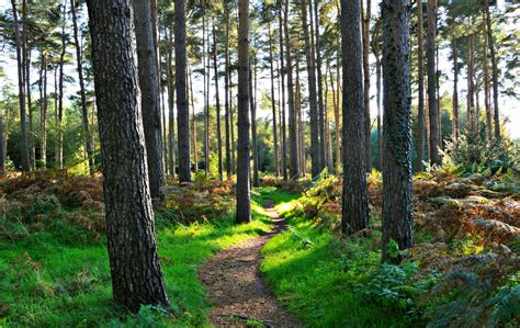 Thetford Forest by DanniDaniDanni on DeviantArt