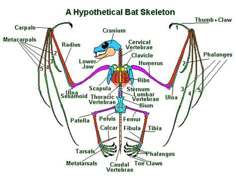 bat-skel.gif (550×425) | Bat skeleton, Bat anatomy, Anatomy