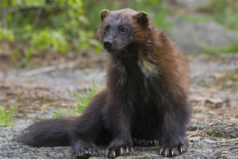 Wolverines finally granted protections amid climate change destruction