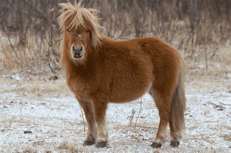 All About Shetland Ponies (facts, lifespan, care, etc.) - Horse Rookie