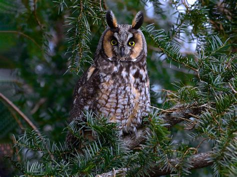 Do Owls Eat Bats? - Sonoma Birding