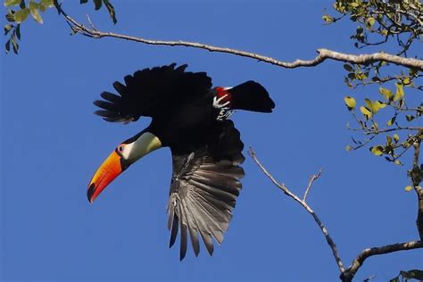 Premium Photo | Low angle of a Toco toucan, Ramphastos toco captured ...