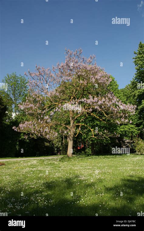 empress tree Stock Photo - Alamy