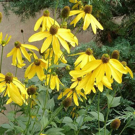 Rudbeckia laciniata - Cutleaf Coneflower - Sugar Creek Gardens