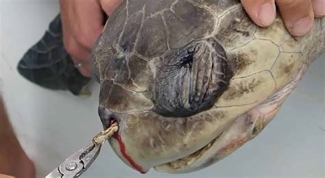 The Turtle That Became the Anti-Plastic Straw Poster Child | Plastic ...