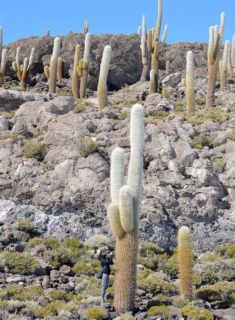 Cactus island at Salar de Uyuni salt flats, Bolivia | Sunrise sunset ...