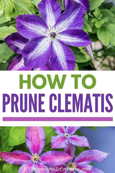 Clematis Vine Care: Planting, Growing and Pruning Tips - Gardener's Oasis