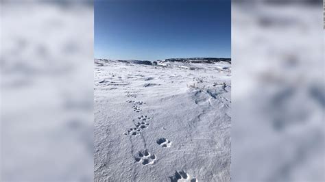 A group of wolves were spotted for the first time in nearly 100 years ...