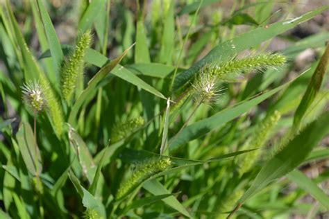 Yellow foxtail is an summer annual grassy weed.