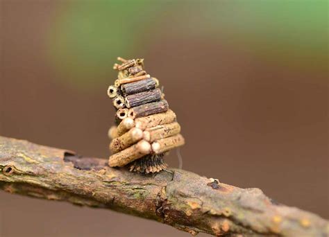 Bagworm Moth Caterpillar - A-Z Animals