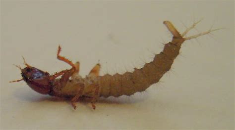 Rove Beetle Larvae - BugGuide.Net