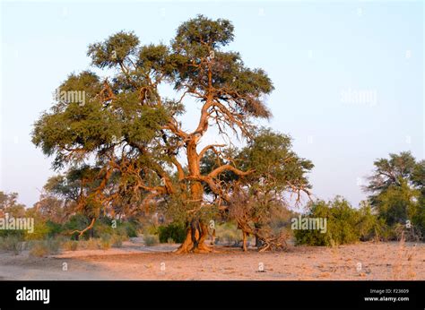 Camel thorn tree hi-res stock photography and images - Alamy