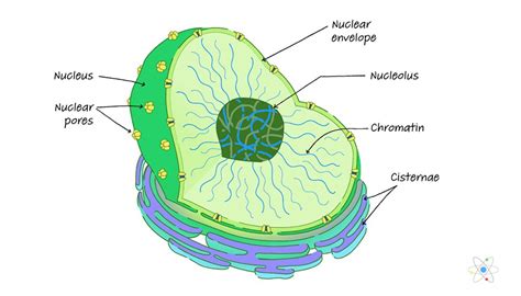 Nucleus: Definition, Structure & Function (with Diagram) | Sciencing