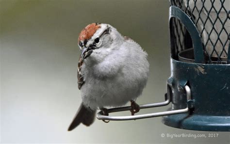 Chipping Sparrow - Big Year Birding