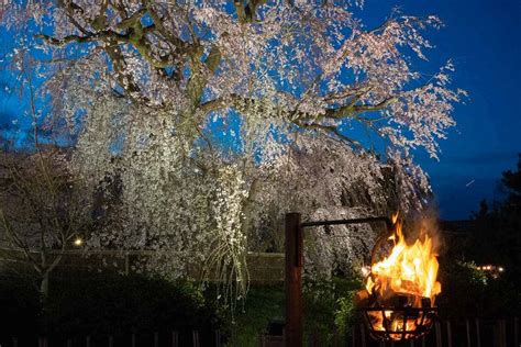 14 Stunning Places to See Kyoto Cherry Blossoms