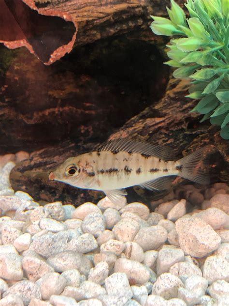 RED EMPRESS MALE OR FEMALE? | Cichlid Fish Forum