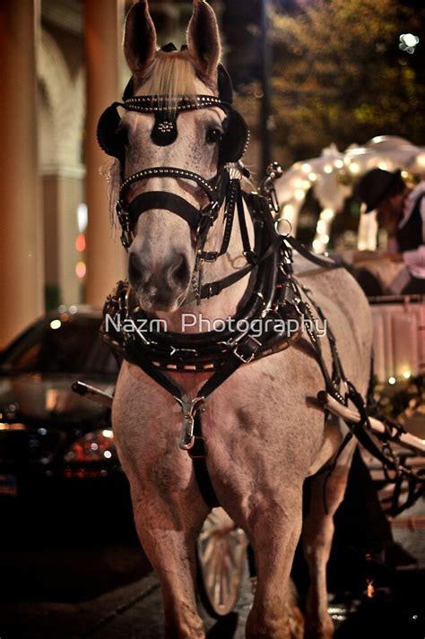 "Horse and Buggy ride down memory lane" by Nazm Photography | Redbubble