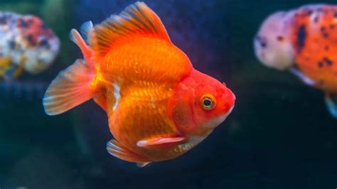 Our Full Guide to Caring for Ryukin Goldfish