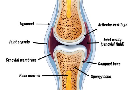 Synovial Joint Structure - TeachPE.com