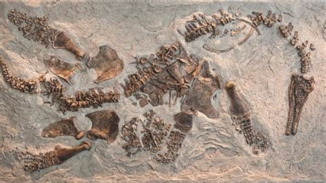 Pregnant plesiosaur fossil uncovered | CBC News