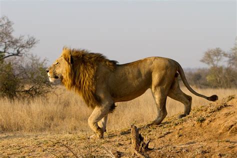 blog.lion-side | Big Cats... | Pinterest | Lions, Wild lion and Animal