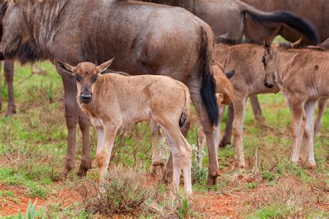 What do Wildebeest Eat? Discover the Wildebeest Diet (with Photos ...